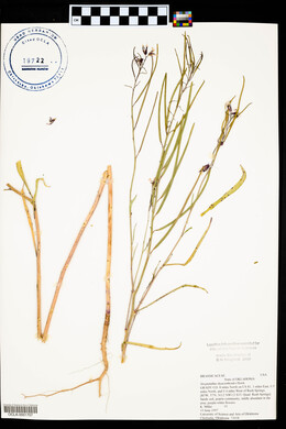 Streptanthus hyacinthoides image