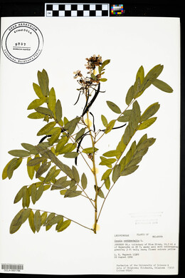 Senna occidentalis image