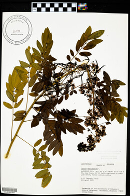 Senna marilandica image