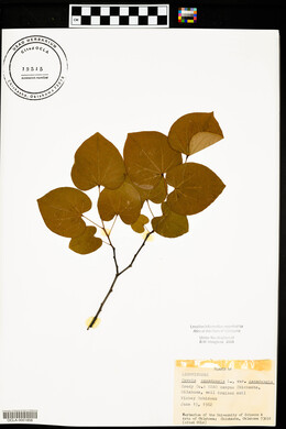 Cercis canadensis var. canadensis image