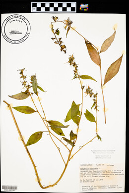 Campanulastrum americanum image