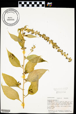 Campanulastrum americanum image