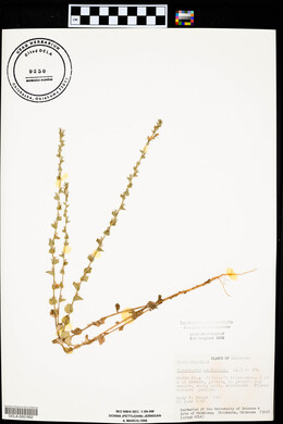 Triodanis perfoliata var. perfoliata image