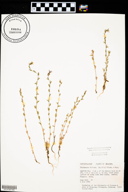 Triodanis perfoliata var. biflora image