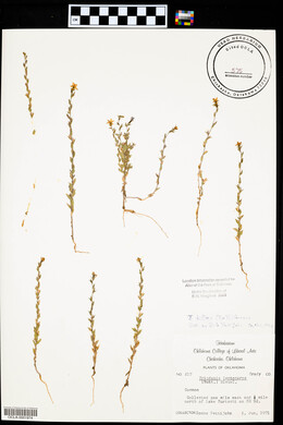 Triodanis perfoliata var. biflora image