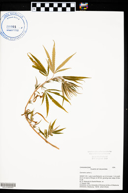 Cannabis sativa image