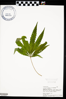 Cannabis sativa image