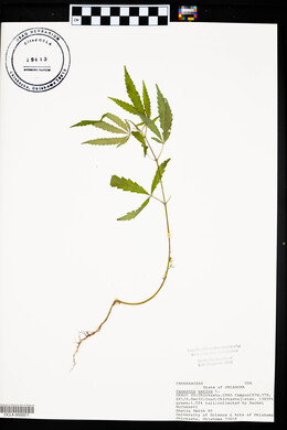 Cannabis sativa image