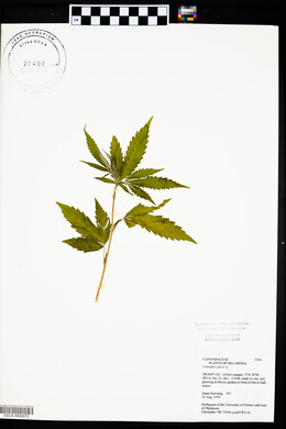 Cannabis sativa image