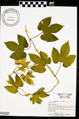 Humulus lupulus image