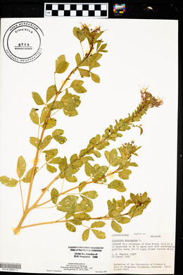 Polanisia dodecandra image