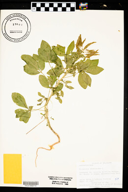 Polanisia dodecandra image