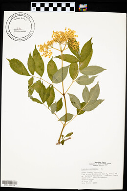 Symphoricarpos orbiculatus image