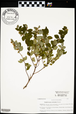 Symphoricarpos orbiculatus image