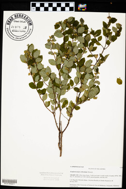 Symphoricarpos orbiculatus image