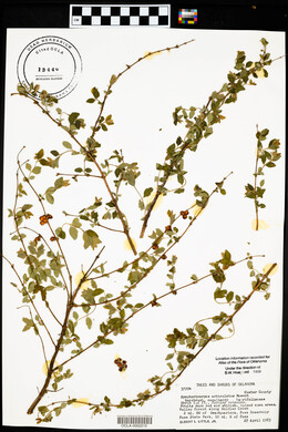 Symphoricarpos orbiculatus image