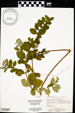 Symphoricarpos orbiculatus image