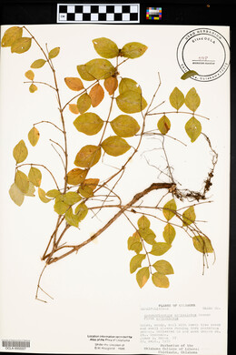 Symphoricarpos orbiculatus image