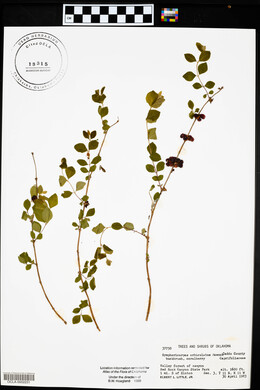 Symphoricarpos orbiculatus image