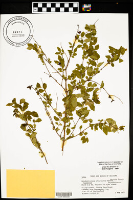 Symphoricarpos orbiculatus image