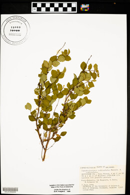 Symphoricarpos orbiculatus image