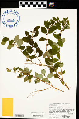 Symphoricarpos orbiculatus image