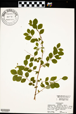 Symphoricarpos orbiculatus image