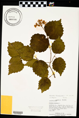 Viburnum rafinesqueanum image