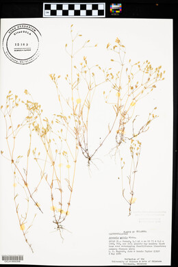 Arenaria patula image