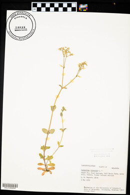 Cerastium viscosum image