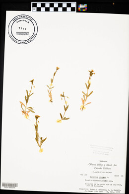 Cerastium viscosum image