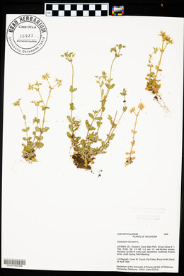 Cerastium viscosum image