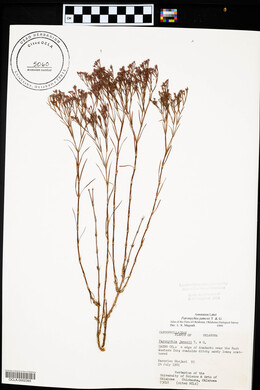 Paronychia jamesii image