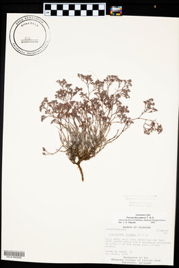 Paronychia jamesii image