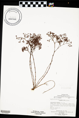 Paronychia jamesii image