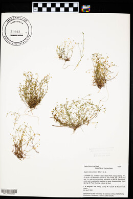 Sagina decumbens image