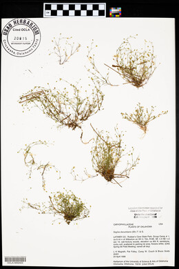 Sagina decumbens image