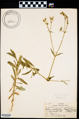 Silene noctiflora image