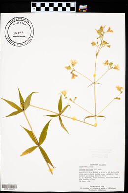 Silene stellata image