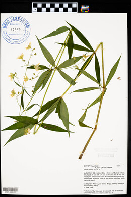 Silene stellata image