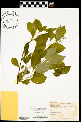 Celastrus scandens image