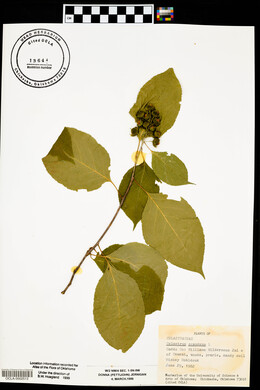 Celastrus scandens image