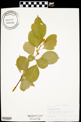 Celastrus scandens image