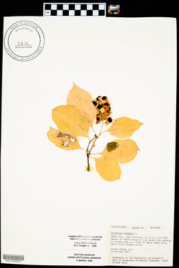 Celastrus scandens image