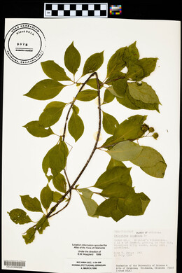 Celastrus scandens image