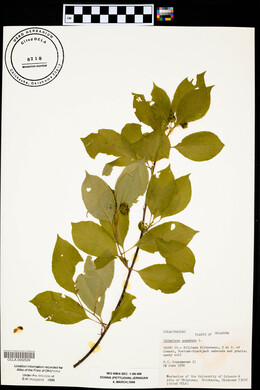 Celastrus scandens image