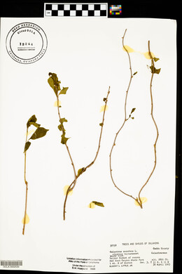 Celastrus scandens image