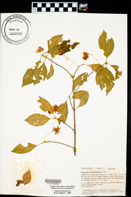 Euonymus atropurpureus image