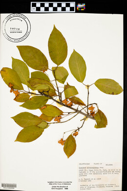 Euonymus atropurpureus image