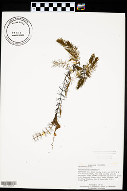 Ceratophyllum demersum image